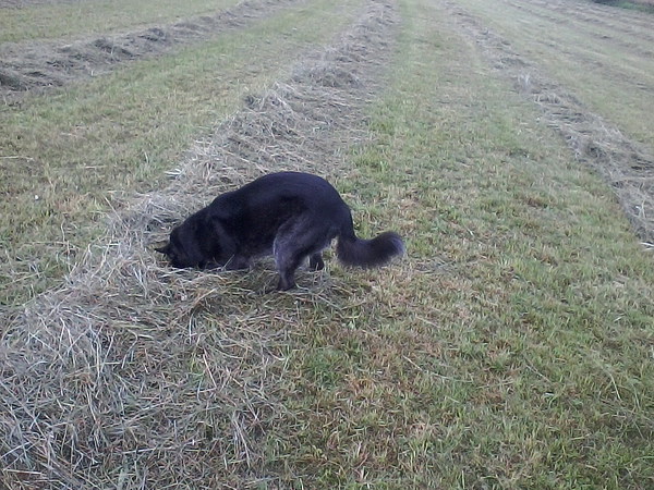 med_Kommst Du wohl raus!.jpg (600 x 450)